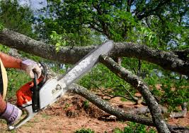 Best Commercial Tree Services  in West Rancho Dominguez, CA